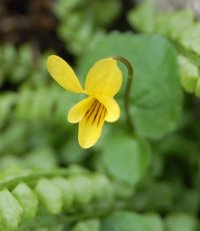 Yellow Violet viola biflora